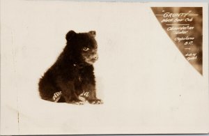 'Grunty' Black Bear Cub Vancouver BC Capilano Observation Tower RP Postcard G85