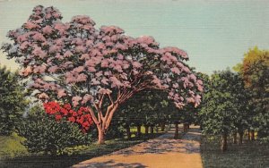 Jacaranda Tree is Full Bloom Misc, Florida  