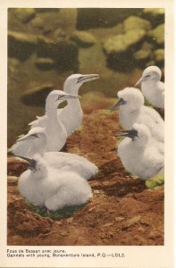 Perce, QC, Quebec, Ile Bonaventure, Gannets Babies, Sea Bird, Canada 1950's