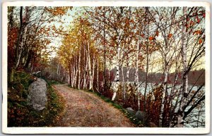 Birch Drive, 1909 A Northern Autumn, Scenic Woodland Road Lined Trees, Postcard