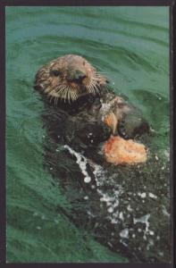 Sea Otter Postcard