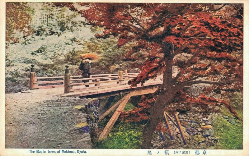 Japan The Maple trees of Makino Kyoto 05.98 