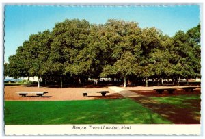 c1980's Banyan Tree at Lahaina Hawaii HI Maui Unposted Vintage Postcard