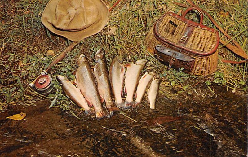 Native Brook Trout Fishing 1975 