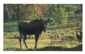 Vintage Postcard Moose & Cow in the Meadow Franconia New Hampshire Rivendell