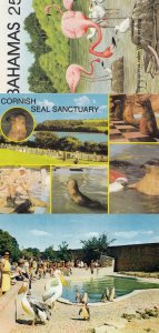 Penguins at Cotswold Wildlife Park Cornwall Seals Bahamas 3x Bird Postcard s