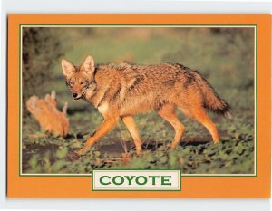 Postcard Coyote