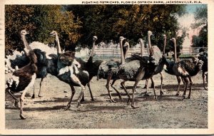 Florida Jacksonville Fighting Ostriches At The Florida Ostrich Farm 1919