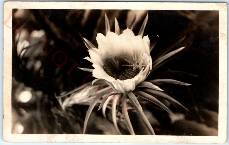 c1920s Blooming Cactus Flower RPPC Hawaii Bogoa Poisonous? Real Photo A134