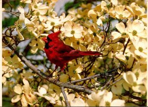 Birds Cardinal