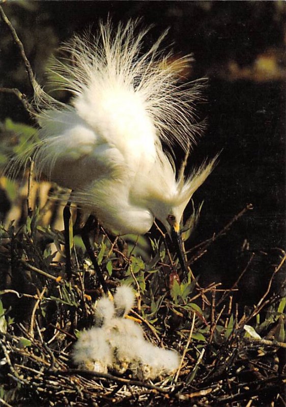 A Snowy Egret Displays A Snowy Egret Displays , Florida