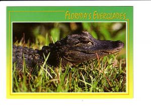 Alligator Side View,  Florida Everglades,