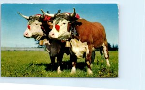 Postcard - Prize Yoke Of Oxen - Halifax, Canada