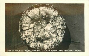 Arizona Bird in Rock Museum Petrified Forest 1940s RPPC Photo Postcard 21-3366