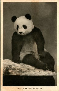 Chicago Il Campo Museo Gigante Panda Su Lin Primo Out Of Cina Cartolina Unp