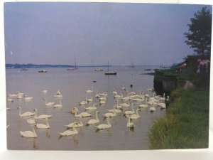 Vintage Postcard Swans on the River Stour at Mistley Essex