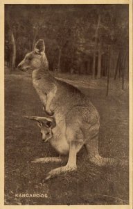 australia, Australian Kangaroo with Young in her Pouch (1950s) Postcard