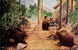 VINTAGE POSTCARD GRIZZLY BEAR OF NORTHERN MEXICO EXHIBIT AT CHICAGO MUSEUM 1960s