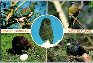 Native Birds of New Zealand Postcard