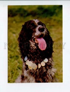 3004579 Russian SPANIEL Color photo card