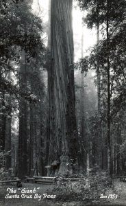 VINTAGE POSTCARD REAL PHOTO RPPC THE GIANT SANTA CRUZ BIG TREES c. 1940