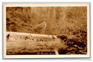 Vintage 1920's RPPC Postcard Alaskan Grouse Bird in the Wild