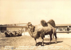 RPPC, Real Photo, Camels, Ringling Bros Barnum and Bailey Circus, Old Post Card