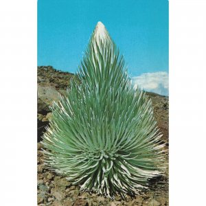 Haleakala Silversword Plant Hawaii Postcard / 2R3-666