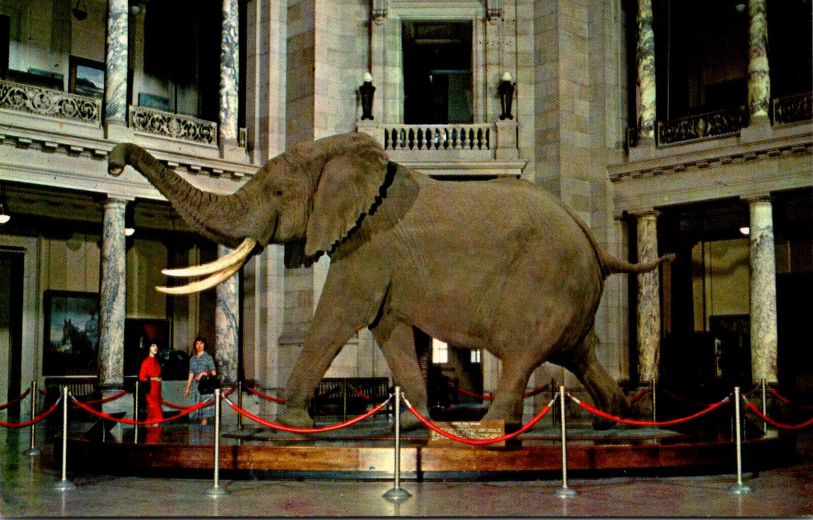 African Bush Elephant  Smithsonian National Museum of Natural History