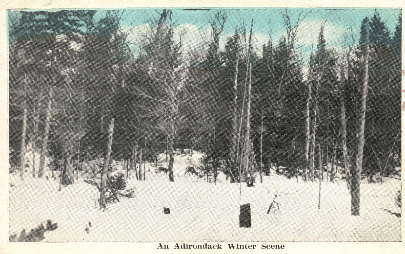 Vintage Postcard 1930's Adirondack Mountain Winter Scene H.J. Kingsley