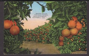 near Sacramento California, Orange Groves, Fair Oaks District pm1948 ~ Linen