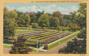 New York Rochester A Section Of Rose Gardens Maplewood Park 1978