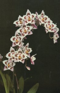 Odontioda Orchid Flower at Gorey Castle Jersey Eric Young Postcard