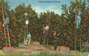 Vintage Postcard 1964 Orange Picking Fruit Farm Harvesting Oranges Florida FL