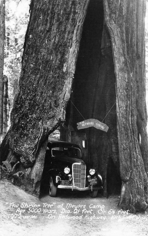 RPPC, CA California 1930's CAR~SHRINE TREE at MYERS CAMP El Dorado Co Postcard