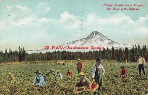 OR, Oregon, Picking Strawberries near Mount Hood, PPCC No S1200