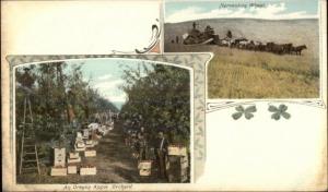 Oregon? Harvesting Wheat & Apple Picking c1905 Postcard