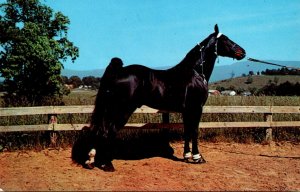 Horses Champion Tennessee Walking Horse