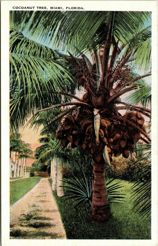 Cocoanut Tree Miama FL Florida Sunset Vintage VTG Postcard Tichnor WB UNP Unused