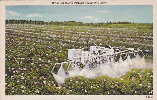 Tractor Spraying Maine Potato Field In Bloom