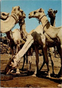 VINTAGE CONTINENTAL SIZE POSTCARD OMDURMAN CAMEL MARKET MAILED SUDAN 1980