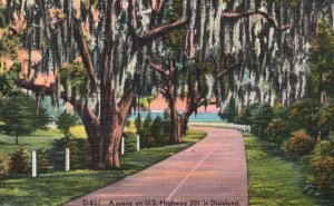 Vintage Postcard 1930's A Scene On US Highway 301 In Dixieland Oak Trees