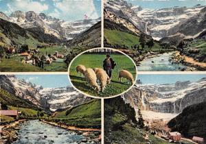 BF38514 gavarnie  france sheep mouton animal animaux