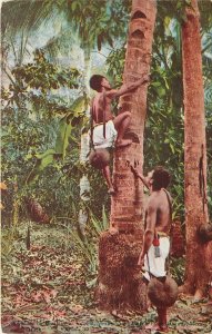 Postcard C-1910 Mexico Vera Cruz Native Palm Coconut Climber MX24-3035