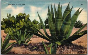 El Paso Texas TX, Sotol And Prickly Pear Cactus, Plant Desert, Vintage Postcard