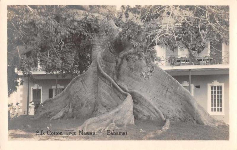 Nassau Bahamas Silk Cotton Tree Real Photo Antique Postcard J48709