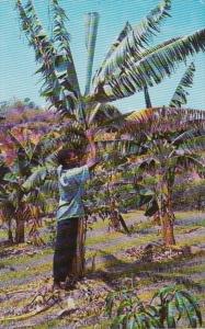 Jamaica Harvesting Bananas