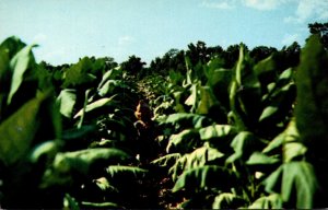 A Little Southern Miss In A Field Of Tall Tobacco