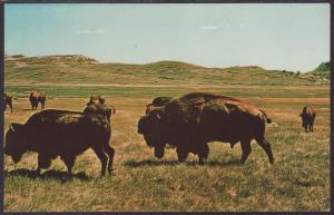 Bison,Theodore Roosevelt National Park Postcard