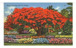FL - Royal Poinciana Tree